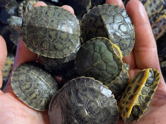 適合新手的烏龜 適合新手的烏龜