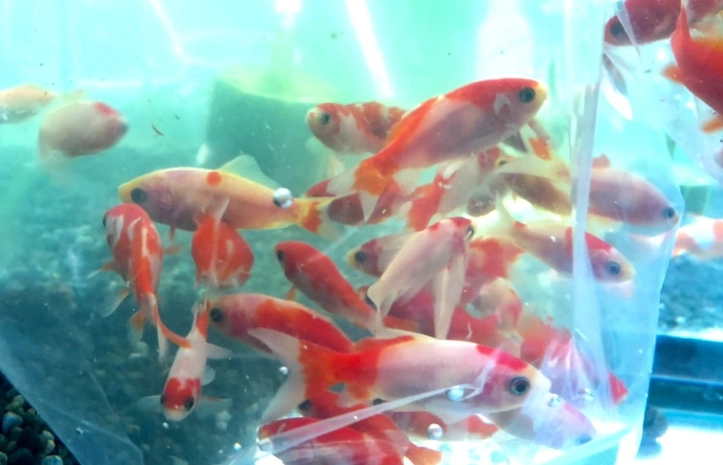 入門魚種 入門魚種