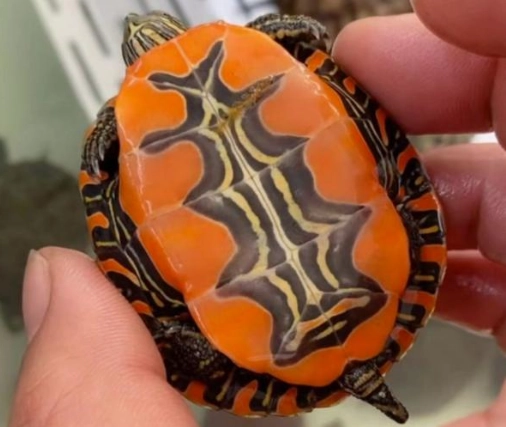 烏龜飼養入門 烏龜飼養入門