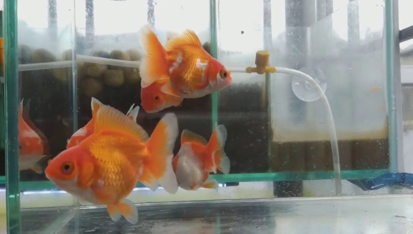 入門魚種 入門魚種