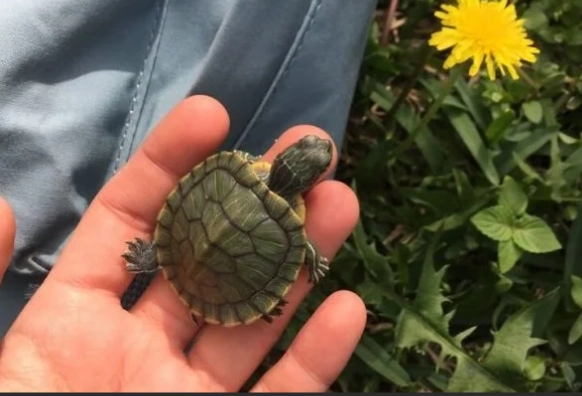烏龜飼養入門 烏龜飼養入門