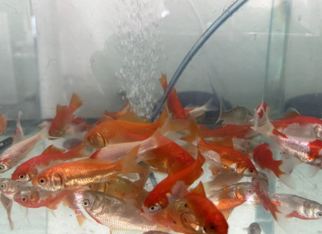 養魚設備 養魚設備