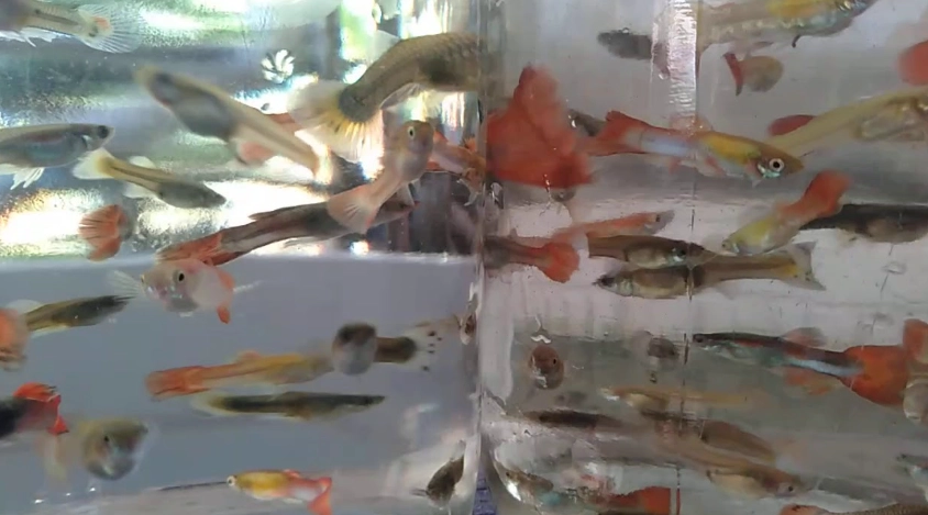 入門魚種 入門魚種