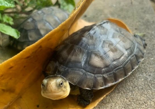 適合新手的烏龜 適合新手的烏龜