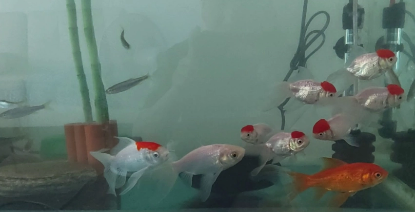 養魚設備 養魚設備