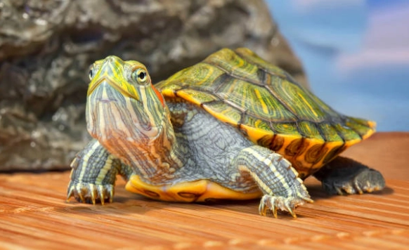 適合新手的烏龜 適合新手的烏龜