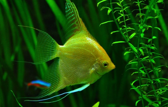 硝化菌培養不起來