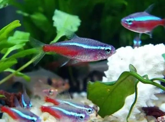 硝化菌失敗原因