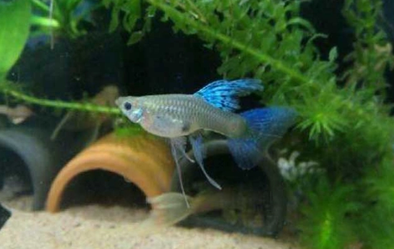 水族箱硝化系統