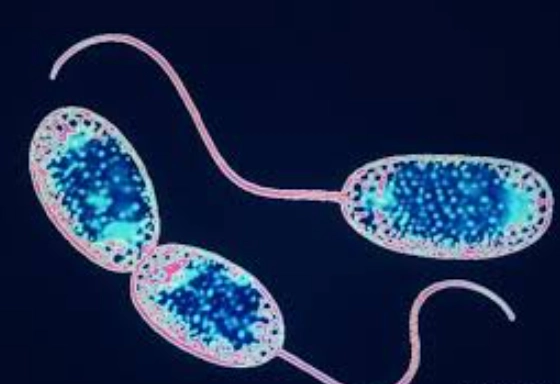 硝化菌失敗原因