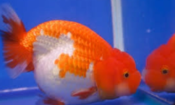 硝化菌多久加一次