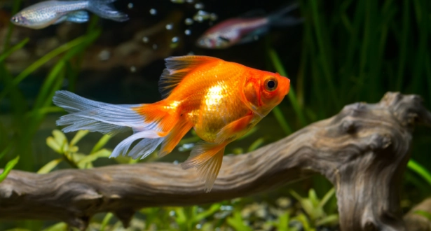 迷你水族箱魚種推薦