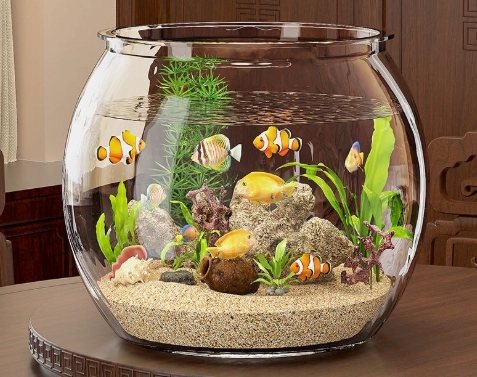 懶人魚缸養什麼魚