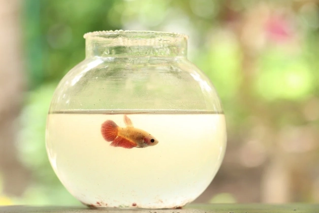 小魚缸養魚指南