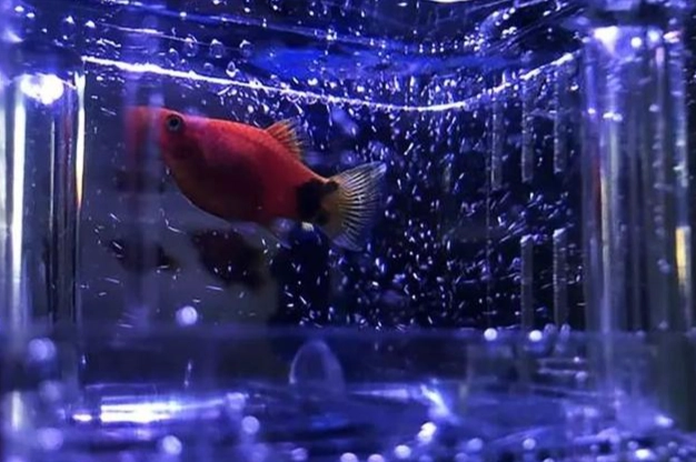 養魚不用氣泵打氣可以嗎