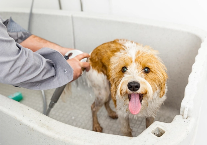 狗狗洗完澡一直抓癢