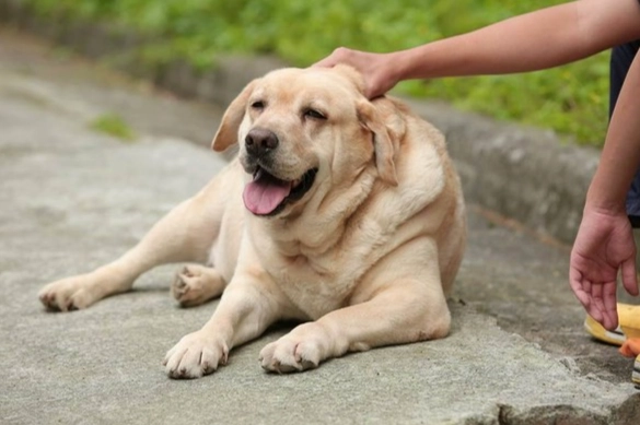 拉布拉多犬個性