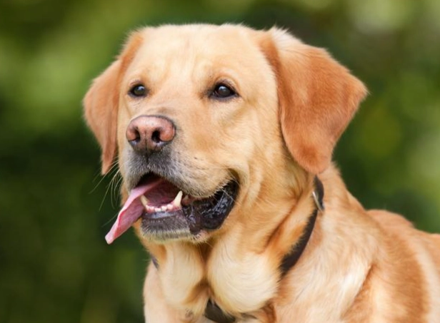 拉布拉多犬個性全解析：友善忠誠背後的真相，飼養前必看