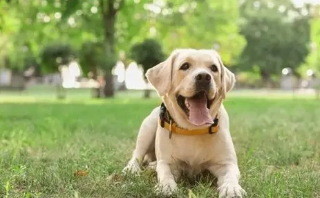 拉布拉多犬缺點