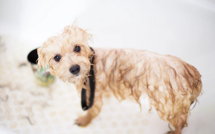 狗狗洗澡頻率全攻略：如何決定多久洗一次澡？