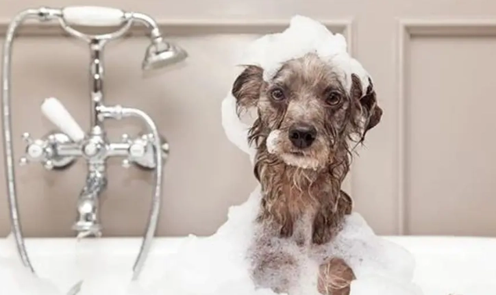 寵物洗澡注意事項