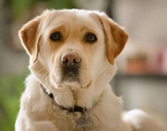 拉布拉多犬缺點