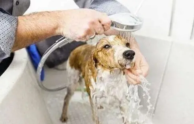 寵物洗澡注意事項