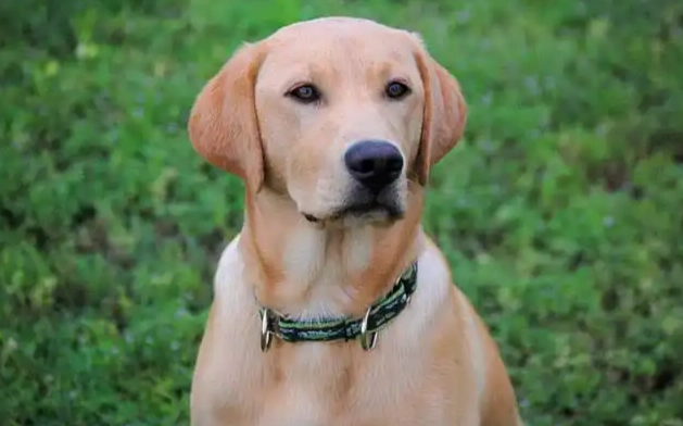 拉布拉多幼犬個性