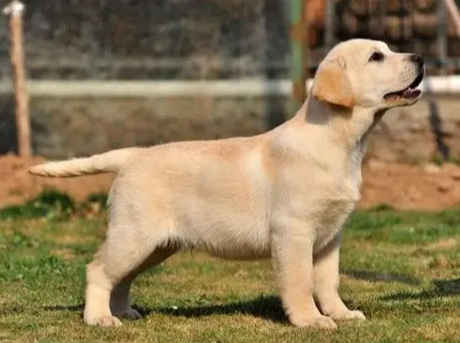 拉布拉多幼犬個性