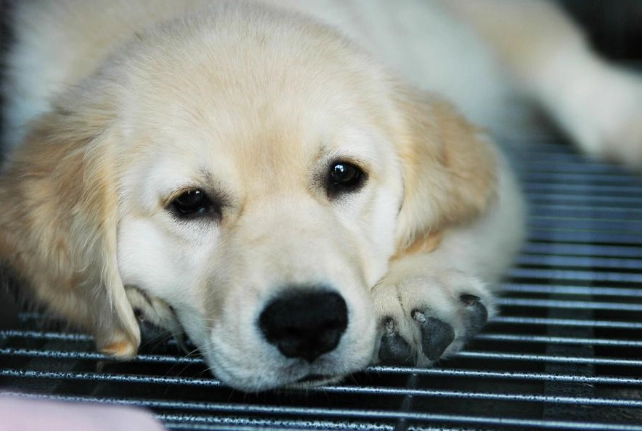 狗洗澡注意事項