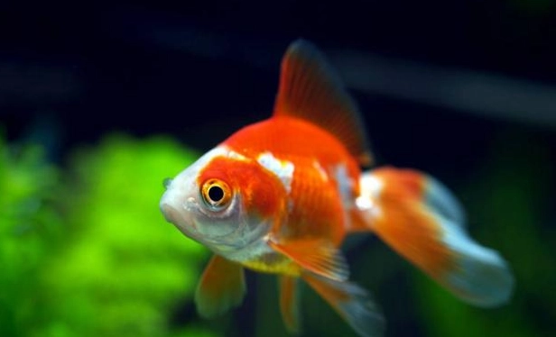 水族箱水質管理 水族箱水質管理