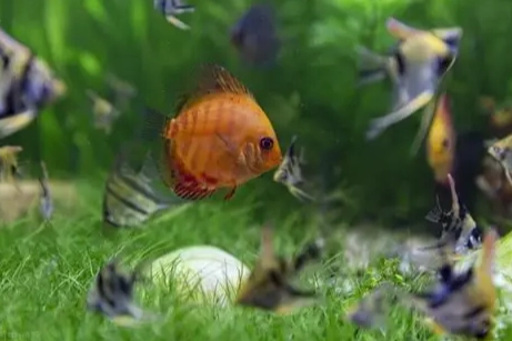 可以用礦泉水養魚嗎