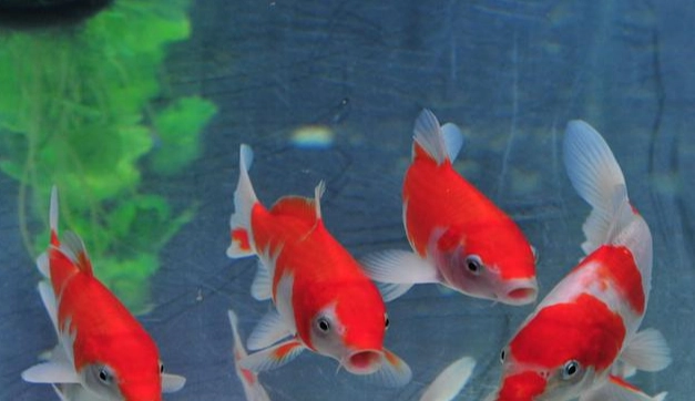 飲用水 養魚 風險