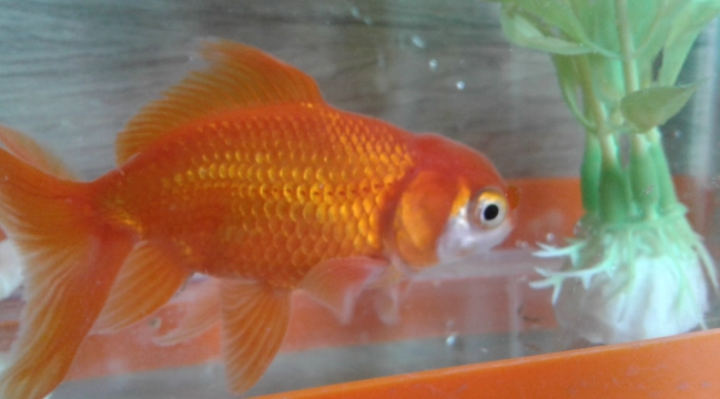 魚死掉要換水嗎