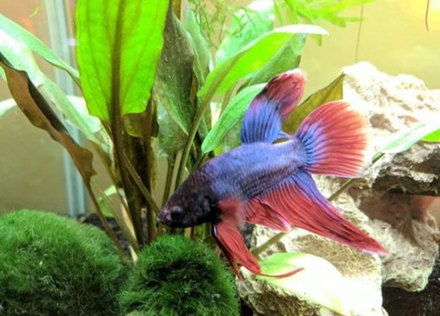 鬥魚飼養注意事項