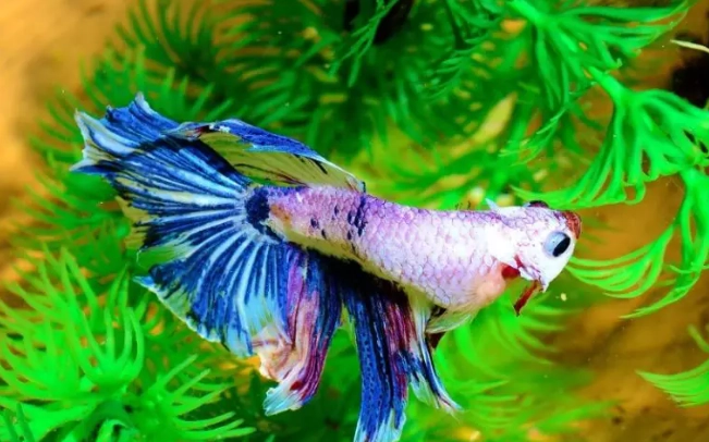 鬥魚死掉怎麼處理