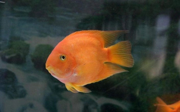 水族箱水質管理 水族箱水質管理