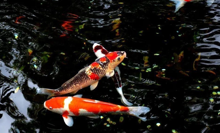 養魚水質處理 養魚水質處理