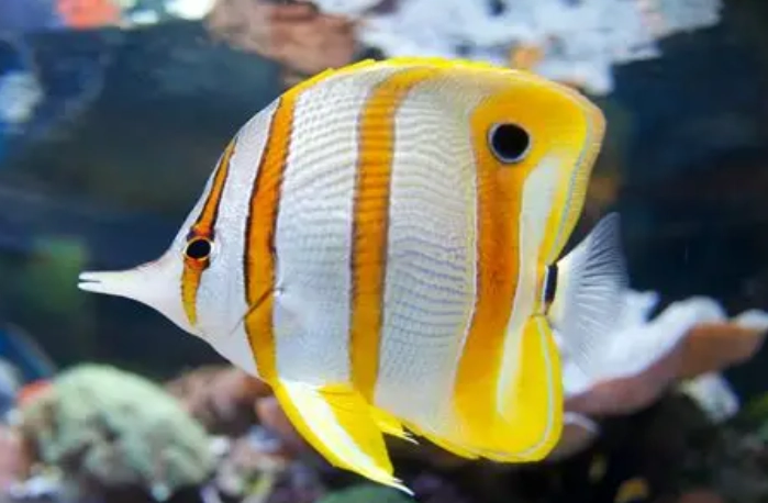 魚死了代表什麼