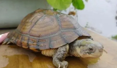 養龜注意事項
