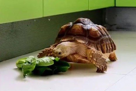 養烏龜禁忌
