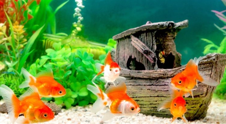 煮過的水可以養魚嗎