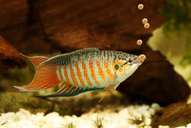 養魚水質處理 養魚水質處理