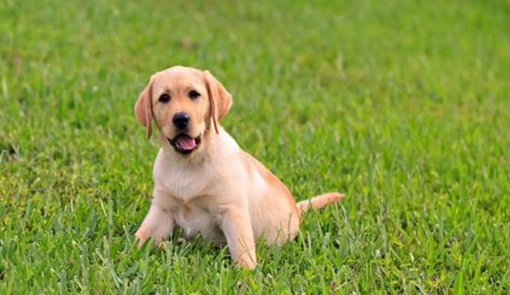 拉布拉多智商測試