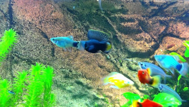 波子魚混養魚種