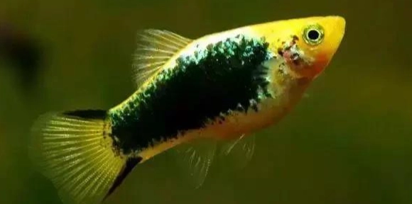 新手必看！十大好養寵物魚推薦與飼養全攻略