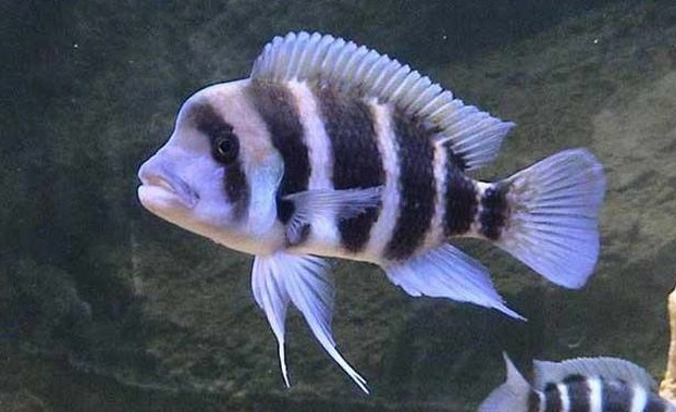 四間魚 好 養 嗎