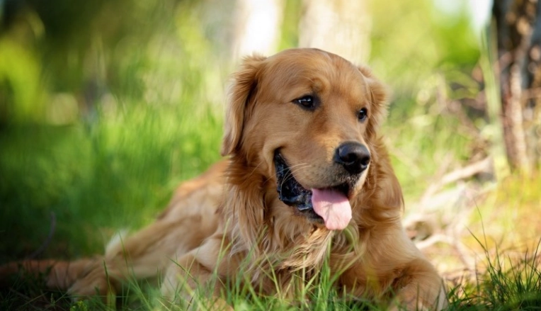拉布拉多智商測試
