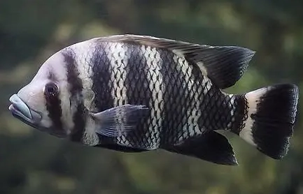 水族箱混養技巧