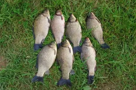 生命力強的魚推薦：5種易養魚種與完整飼養指南